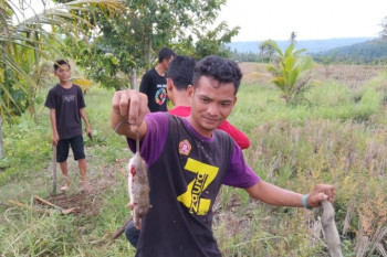 Petani Sungai Kakap Kubu Raya keluhkan serangan hama tikus