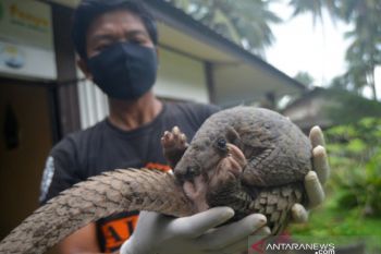 Trenggiling Masuk Permukiman di Padang