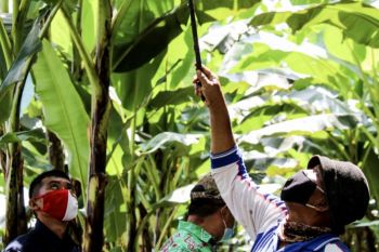 Pemprov Lampung: Pembentukan korporasi petani diawali dengan jalinan kemitraan