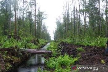 Menjaga karbon lewat pengelolaan HLG  Sungai Buluh
