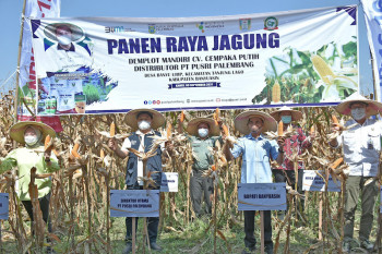 Pusri kawal peningkatan produktivitas jagung melalui Program Makmur