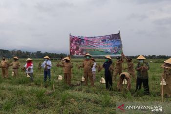 Kulon Progo perbarui data lahan baku sawah