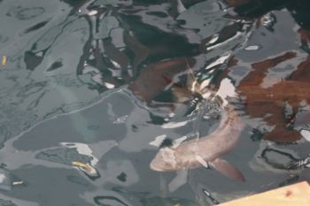 BBPBL Lampung pasok 20 ribu benih ikan kobia