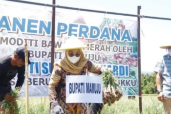 Panen petani bawang di Mamuju capai tiga ton per hektare