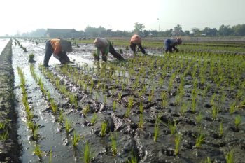 Lahan pertanian produktif di Ngawi susut 153 hektare untuk sejumlah proyek
