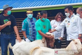 Mentan Kunjungi Peternakan Kambing Boer di Desa Apung, Bulungan