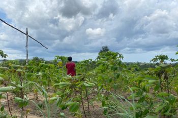 Masa pandemi, Dinkes ingatkan warga Kepri banyak konsumsi sayur