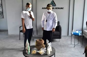 Bupati Konawe tertarik mengembangkan komoditas porang varietas Madiun-1