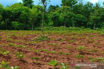 Pemkab Sampang sediakan lahan 27 hektare untuk budi daya porang