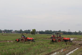 Harga Gabah Kering Panen di Abdya lampoi HPP