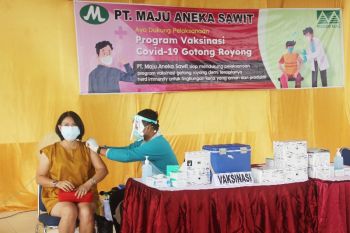PT Maju Aneka Sawit gelar vaksinasi COVID-19 untuk 2.000 pekerja dan keluarganya