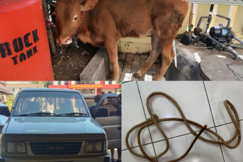 Polisi tembak komplotan pencuri hewan ternak