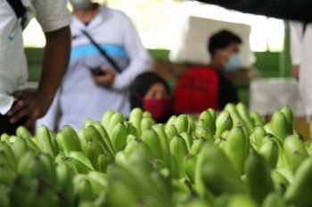 Pemprov Lampung: Pengembangan kawasan hortikultura maksimalkan ekspor buah