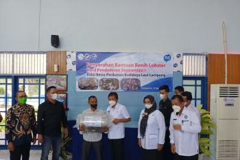 BBPBL Lampung serahkan bantuan 2.500 benih lobster
