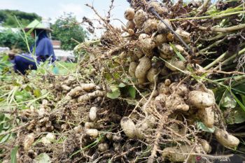 Panen Kacang Tanah di Blitar