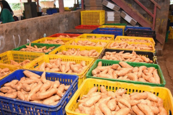 Mengenal nutrisi ubi cilembu