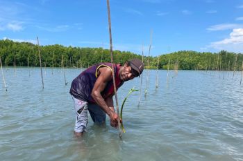 BRGM: Penanaman mangrove pulihkan ekonomi warga Papua di masa pandemi COVID-19