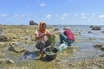 Keterbatasan bibit unggul jadi tantangan produksi rumput laut di NTB