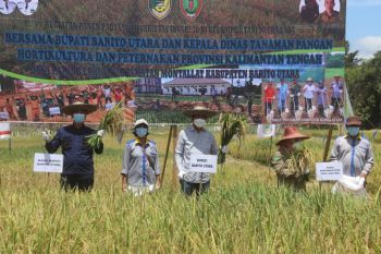 Bupati  Barut  panen   padi sawah varietas Inpari 30 di lahan subak