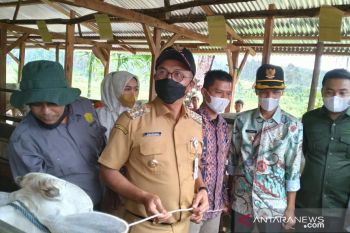 Untuk tingkatkan perekonomian, Solsel bagikan 140 ekor sapi untuk tujuh kelompok tani