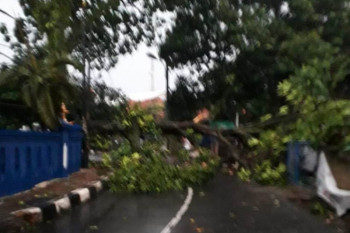 Damkar Depok terjunkan tujuh tim tangani pohon tumbang