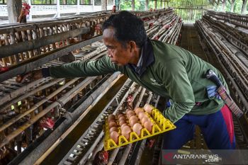Harga telur ayam turun