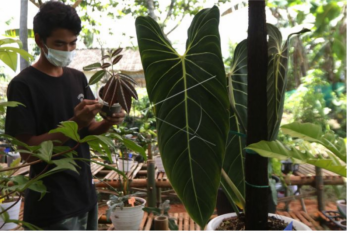 Ekspor tanaman hias ke Singapura