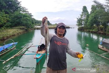 Kabupaten Simeulue Aceh ekspor 15 ton gurita ke Jepang