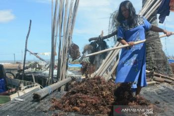 Rumput laut Nunukan tembus Rp18.000/Kg