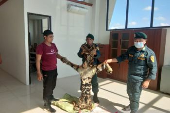 Penjual kulit harimau di Kuansing segera diadili