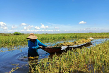 BRGM mencetak petani inovatif olah lahan gambut berkelanjutan