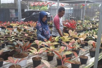 KWT Lampung manfaatkan pekarangan untuk kembangkan kawasan aglonema
