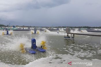 Dukung Produktivitas, PLN Siap Pasok Listrik 65 MVA ke Kawasan Tambak Udang di Sulteng