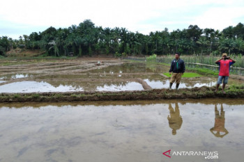 Dinas Pertanian Mukomuko siapkan stok pestisida untuk tanggulangi hama