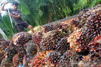 Harga CPO di Jambi naik Rp221 per Kg