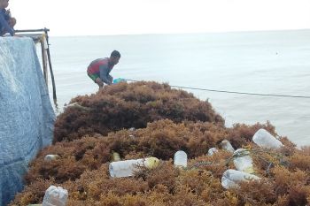 Pemkab Nunukan merancang perda retribusi rumput laut