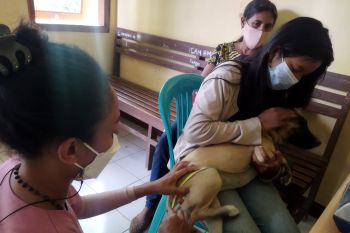 Pemkab Manggarai Barat ajak masyarakatnya cegah rabies dengan vaksinasi