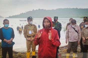 Presiden ingatkan masyarakat pentingnya merawat mangrove