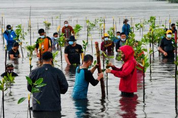 Jokowi ikut "nyebur" tanam bakau bersama warga Bengkalis