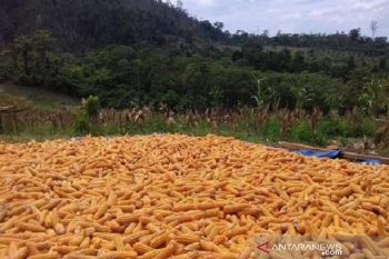 Petani Solok Selatan keluhkan kelangkaan bibit jagung hibrida