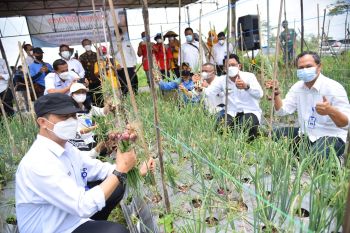 Wakil Bupati Sleman panen perdana bawang merah lokananta dan ayam joper