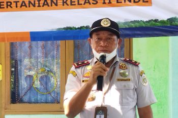 Stasiun Karantina Pertanian Ende fasilitasi sertifikasi ekspor kelor