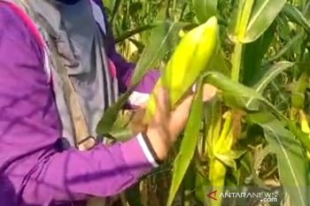 Sumsel penghasil jagung terbesar ke-5 secara nasional