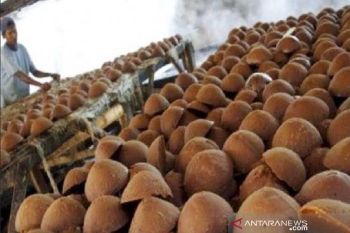 Bombana dorong petani budi daya enau untuk hasilkan gula aren