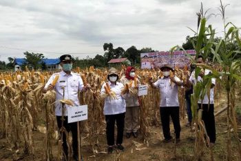 Panen jagung 150 hektare, Bupati Gumas berharap petani semakin sejahtera