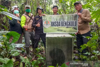 Seekor Owa Siamang jantan dilepasliarkan di TWA Bukit Kaba