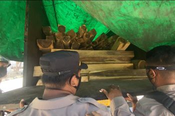 Polsek Pelabuhan Poto Tano amankan belasan kubik kayu ilegal