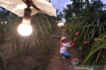 PT PLN: 124 ribu petani bergabung dalam program electrifying agriculture