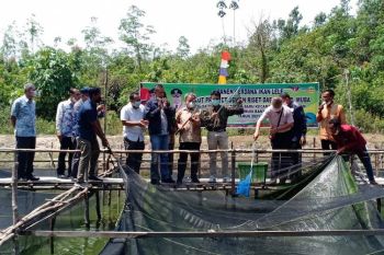 Muba kembangkan desa sentra peternakan lele