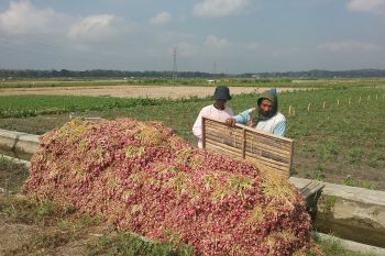 DPP Gunung Kidul memproyeksikan panen bawang merah 986 ton